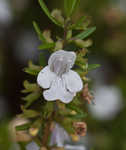 Apalachicola false rosemary